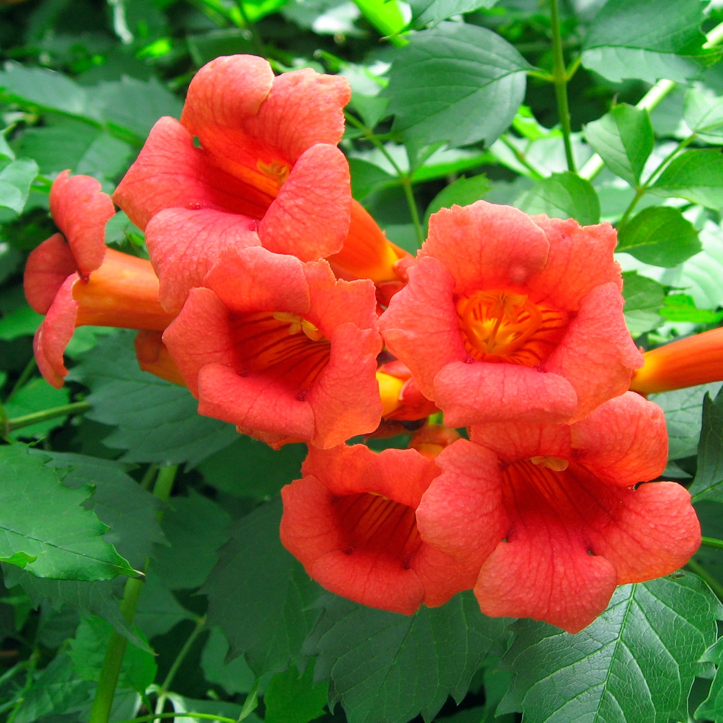 Fire Trumpet Vine