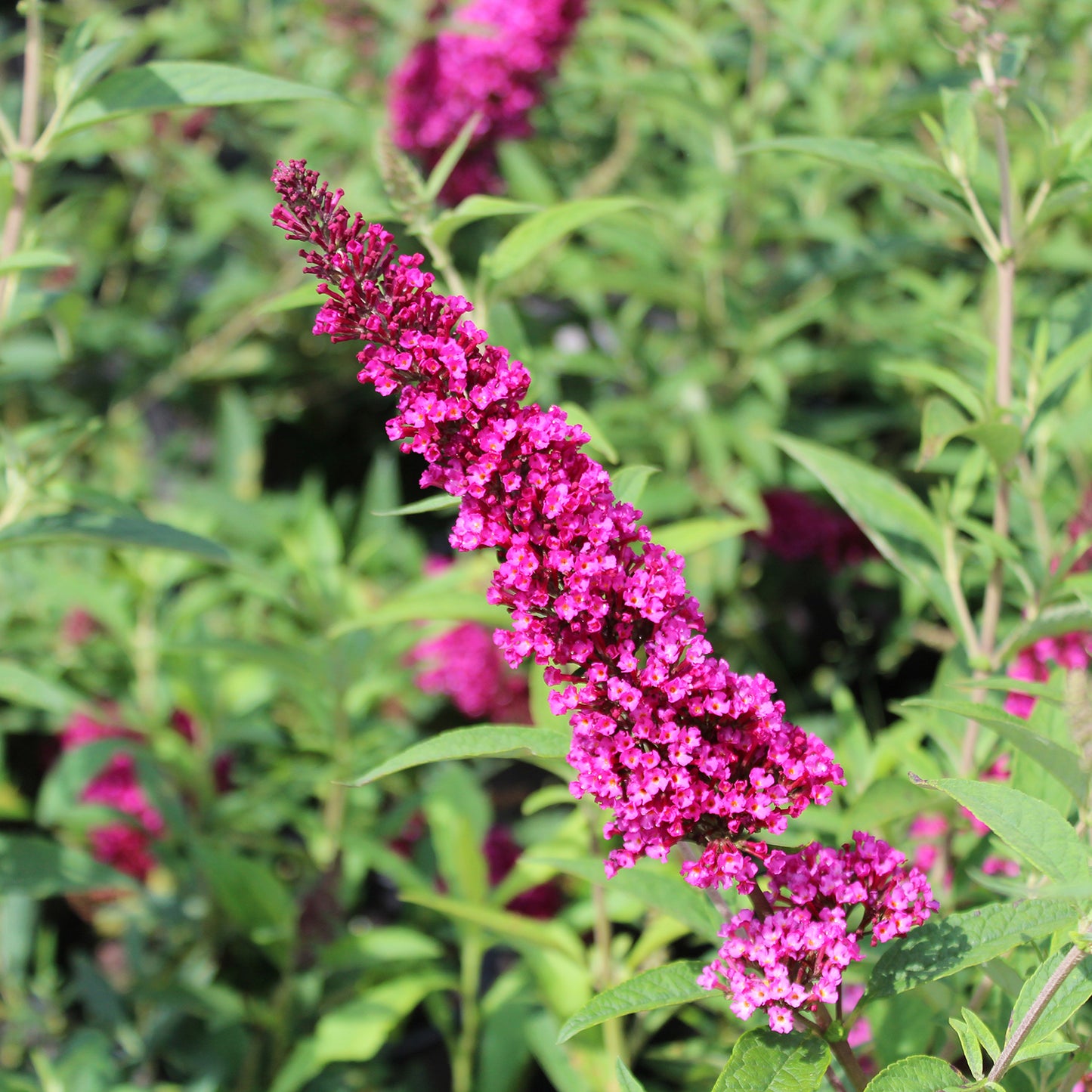 Buzz™ Magenta Butterfly Bush