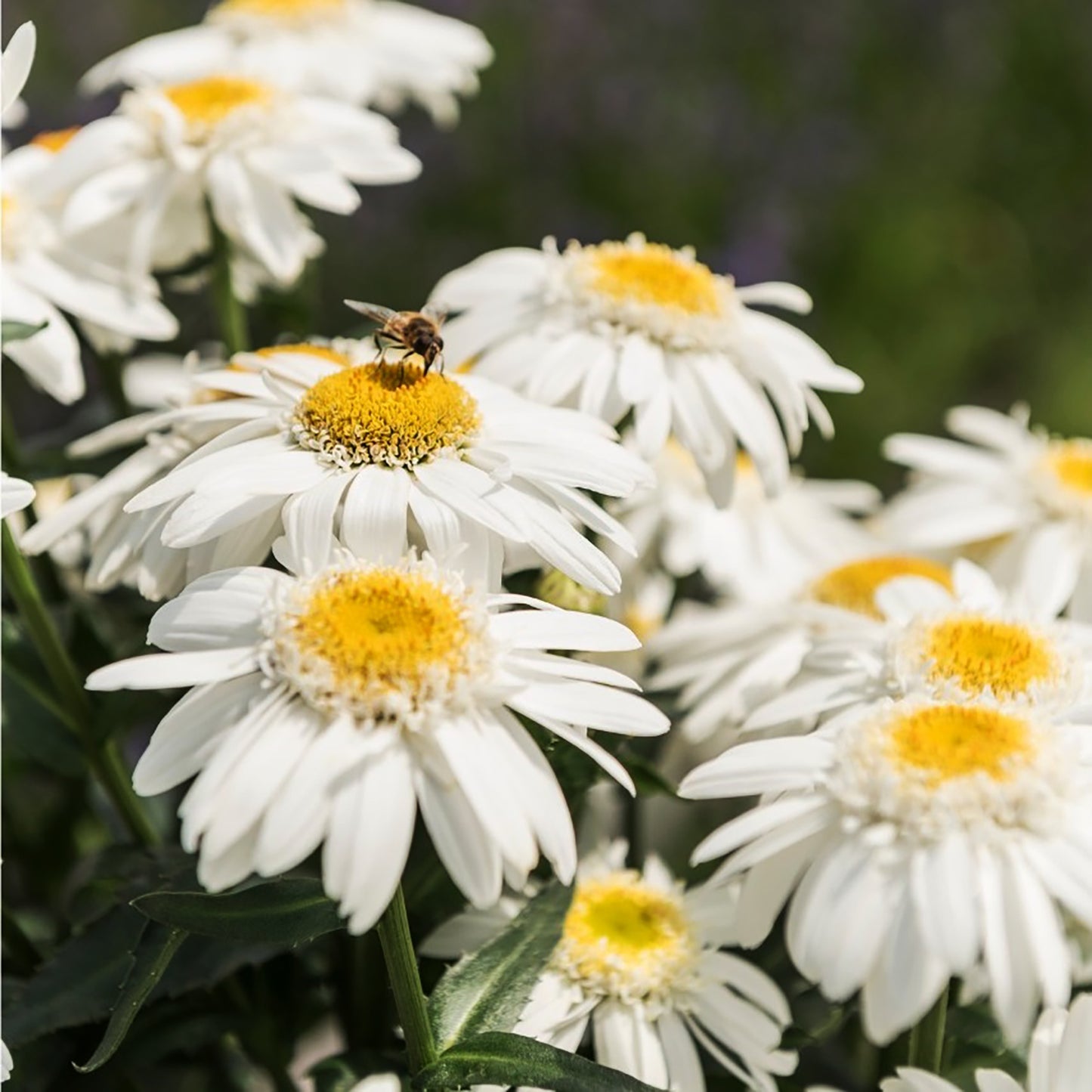 Birdy Shasta Daisy
