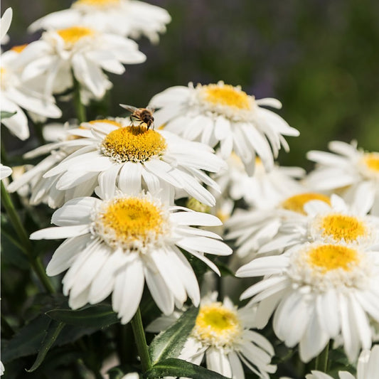 Birdy Shasta Daisy