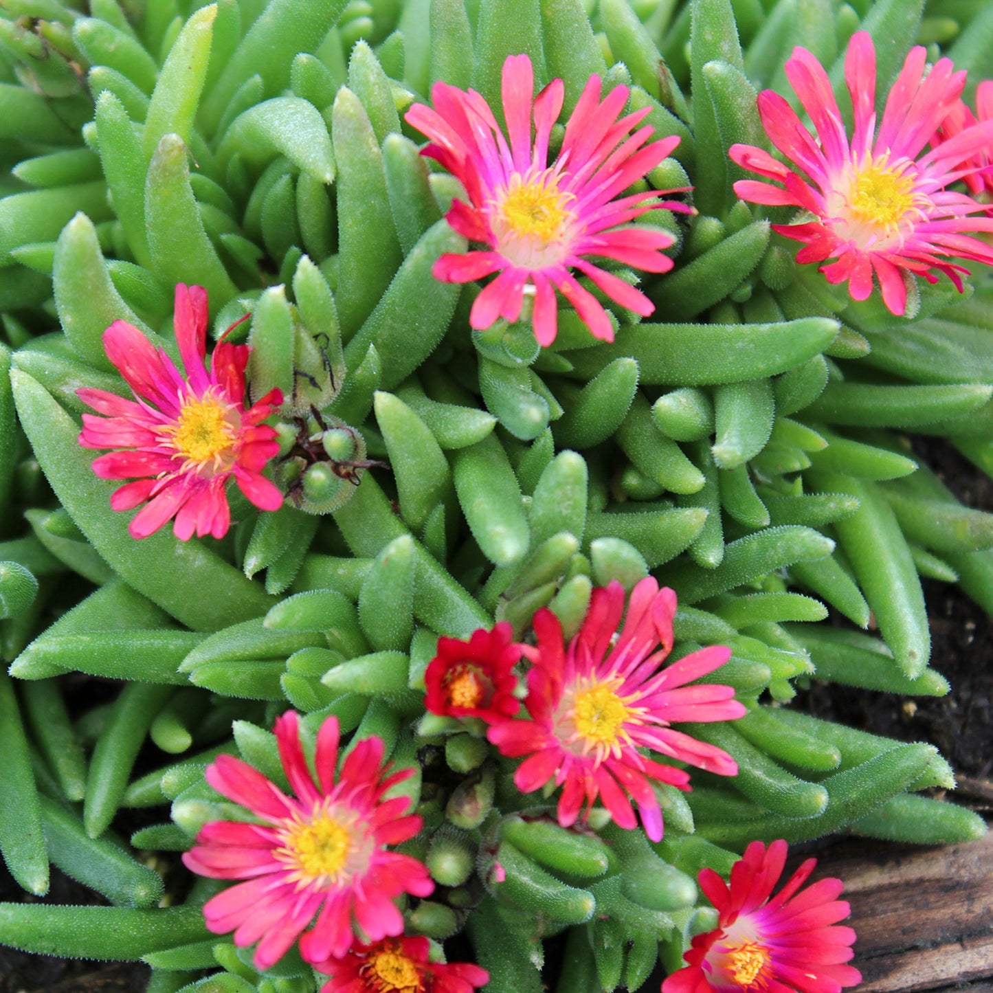 Garnet Ice Plant