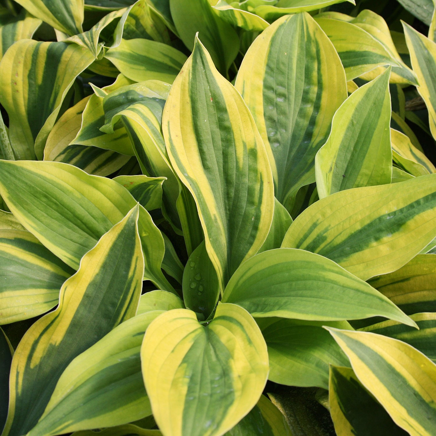 Velvet Moon Plantain Lily