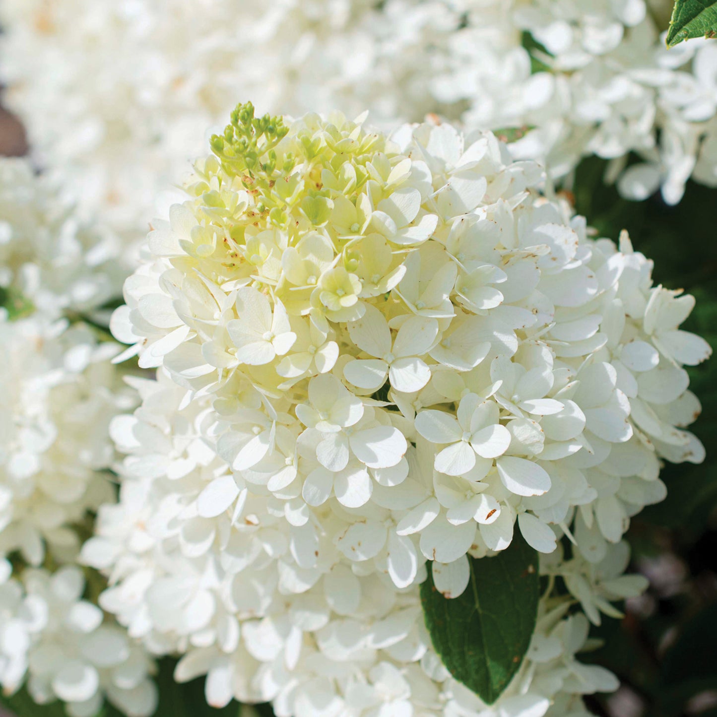 Sweet Starlight Hydrangea