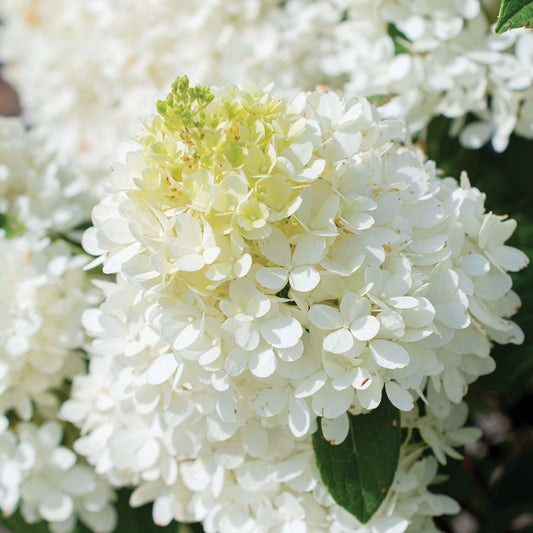 Sweet Starlight Hydrangea