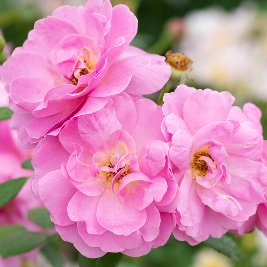 Pretty Polly® Lavender Polyantha Rose