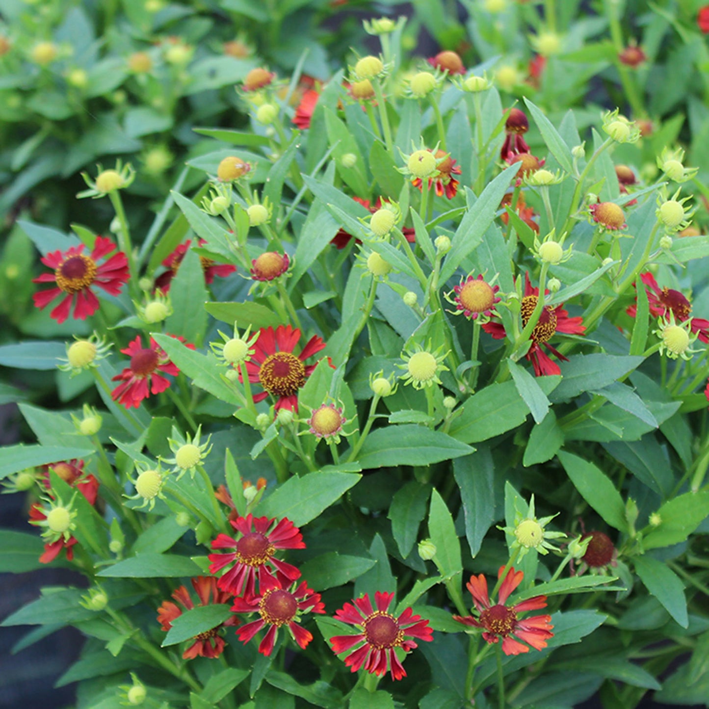 Ruby Tuesday Sneezeweed