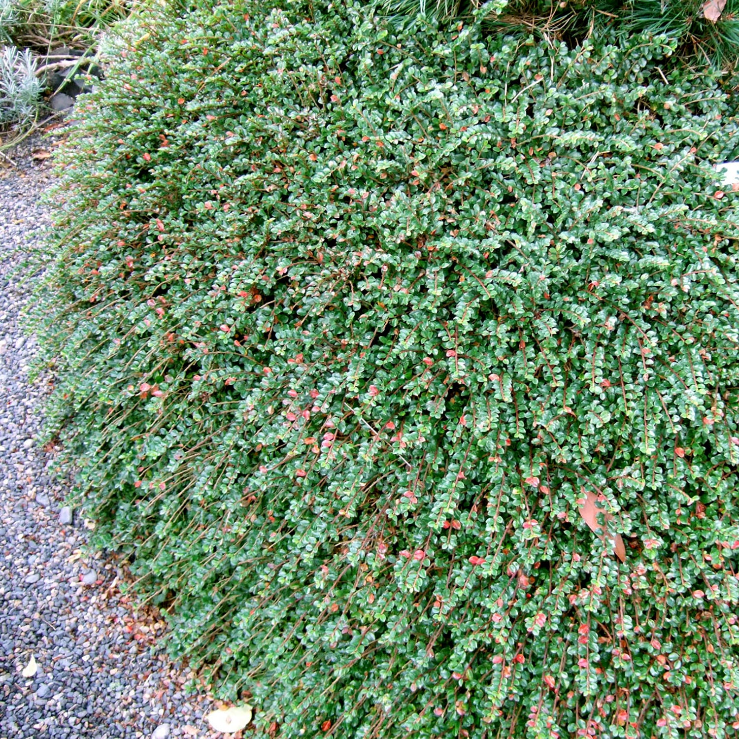 Emerald Beauty Cotoneaster