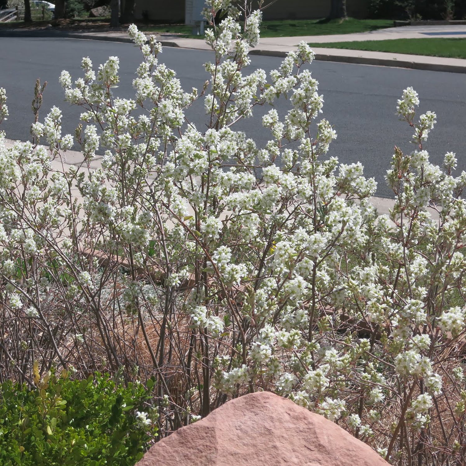 Saskatoon Serviceberry