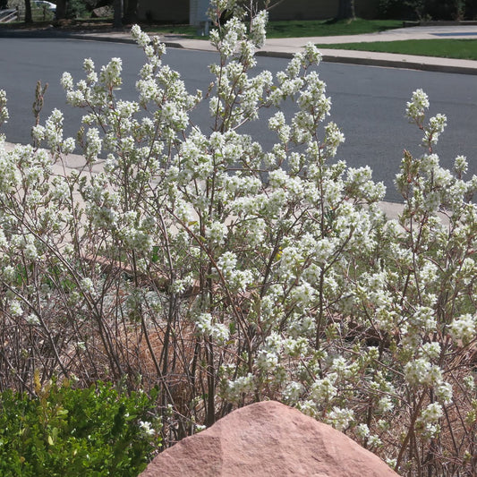 Saskatoon Serviceberry