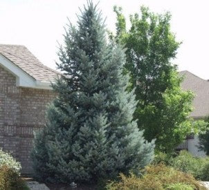 Bakeri Blue Spruce