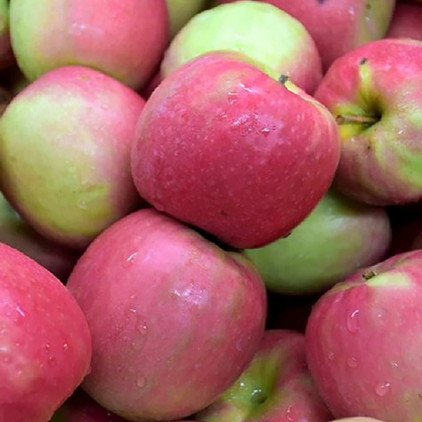 Pink Lady® Apple Tree