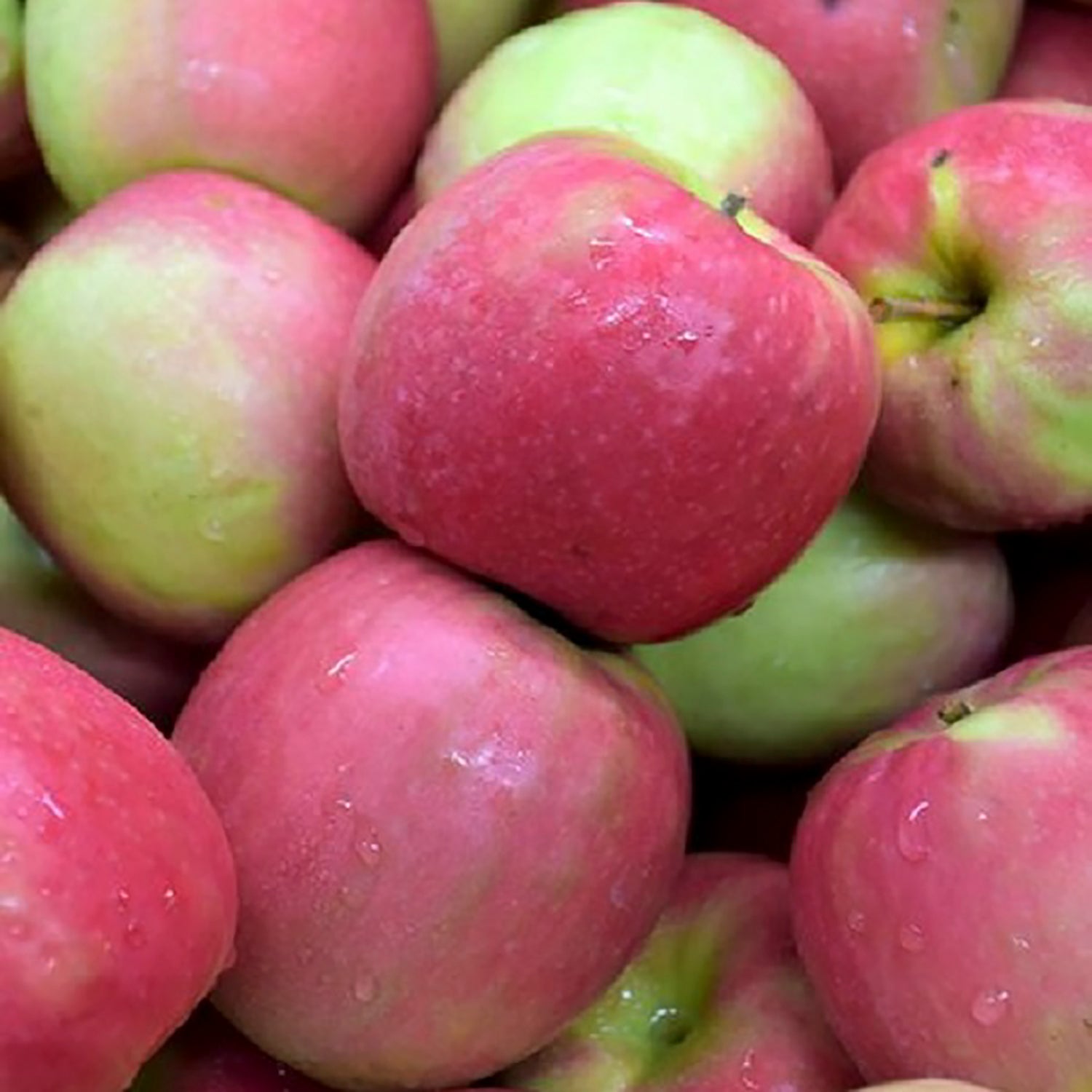 Pink Lady® Apple Tree