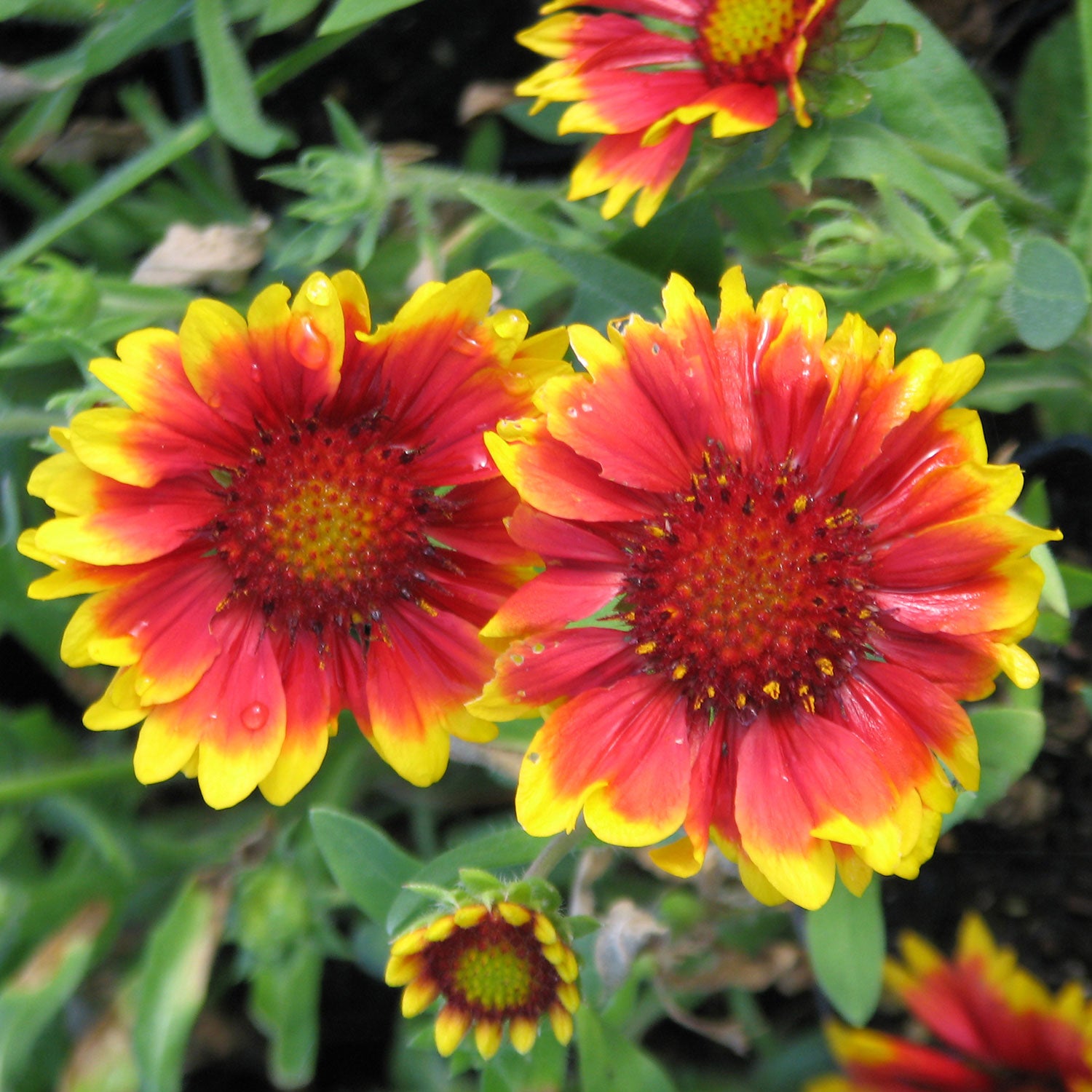 Arizona Sun Blanket Flower