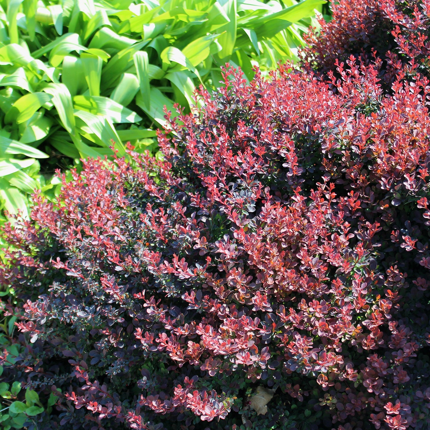 Royal Burgundy® Japanese Barberry