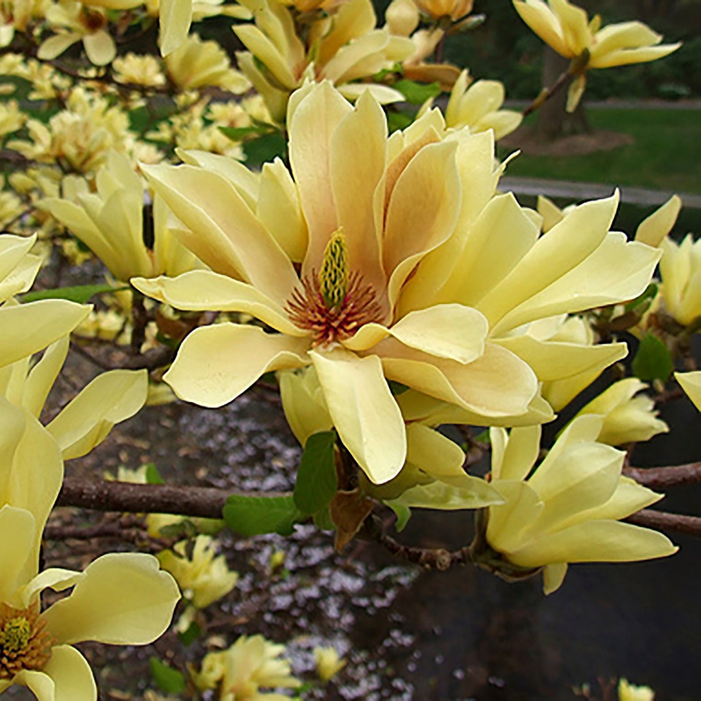 Butterflies Magnolia