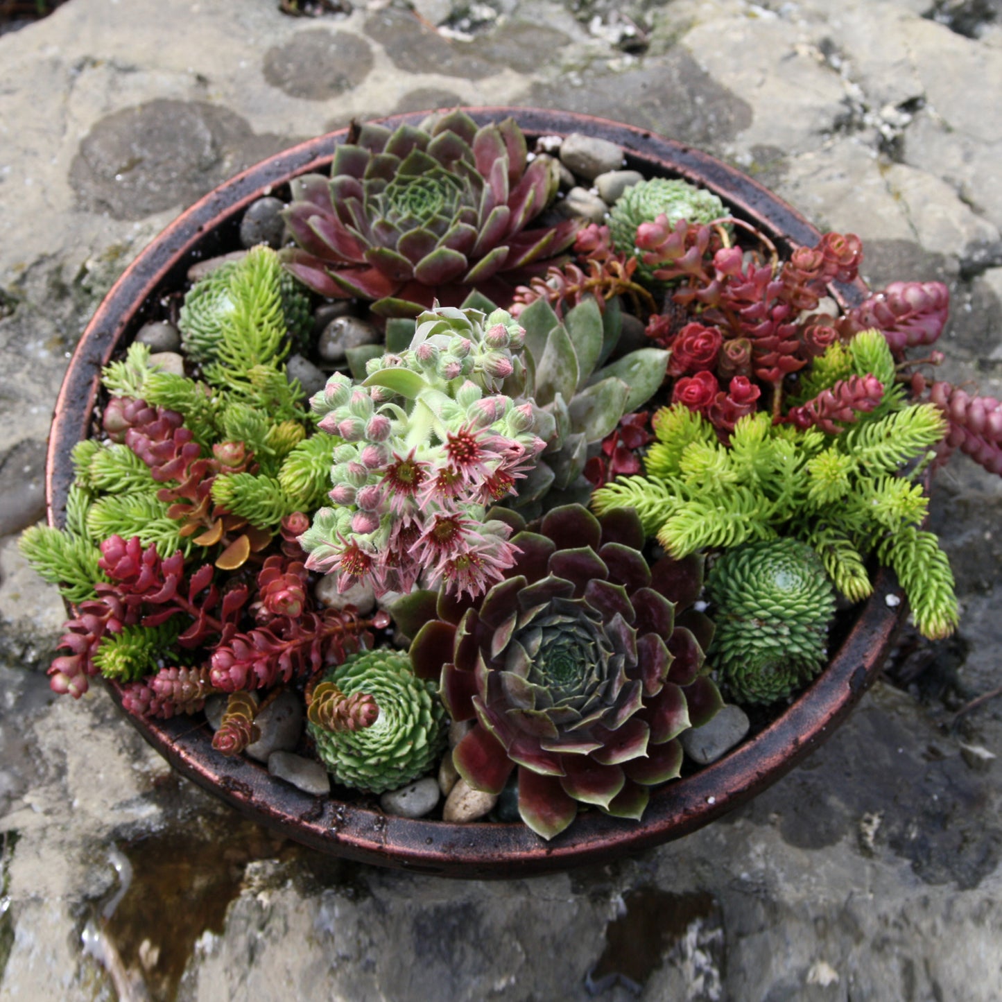 Sunvivor Mixed Planter