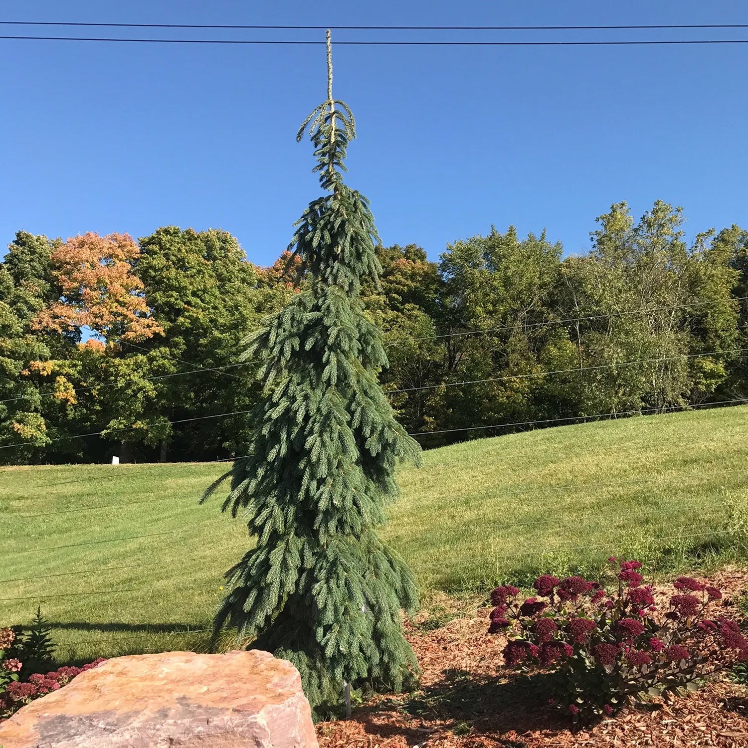 Weeping White Spruce