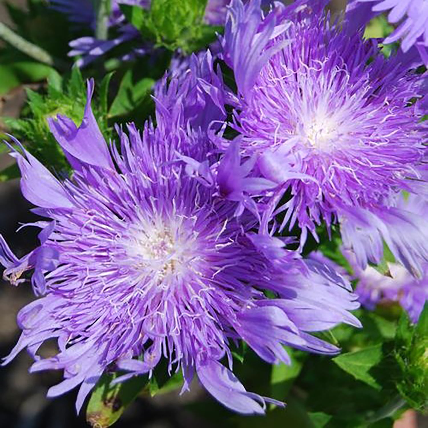 Peachie's Pick Stokes' Aster