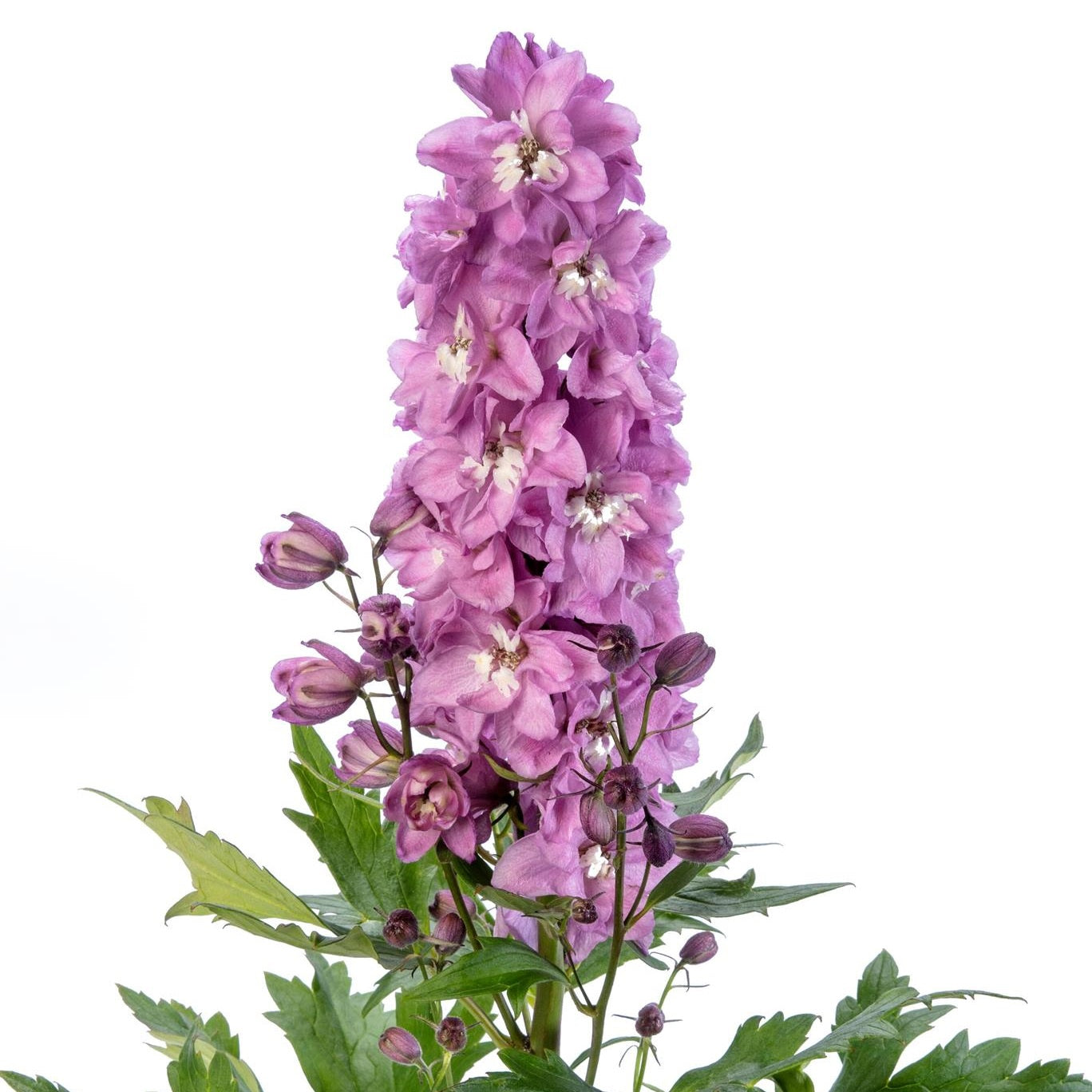 Pink White Bee Larkspur