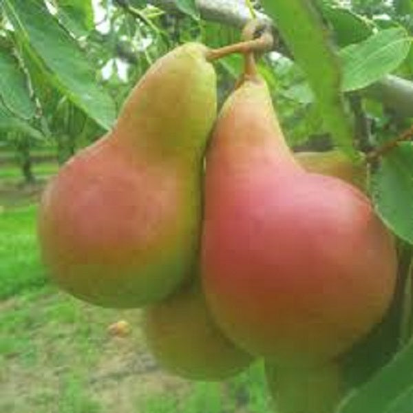 Harovin Bounty Pear Tree