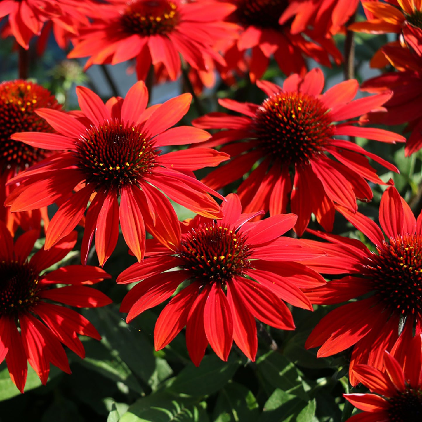 Sangrita Coneflower
