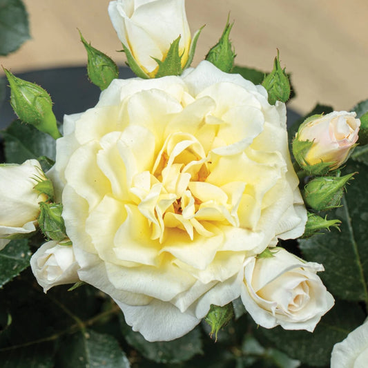 Sunblaze® Lemon Miniature Rose