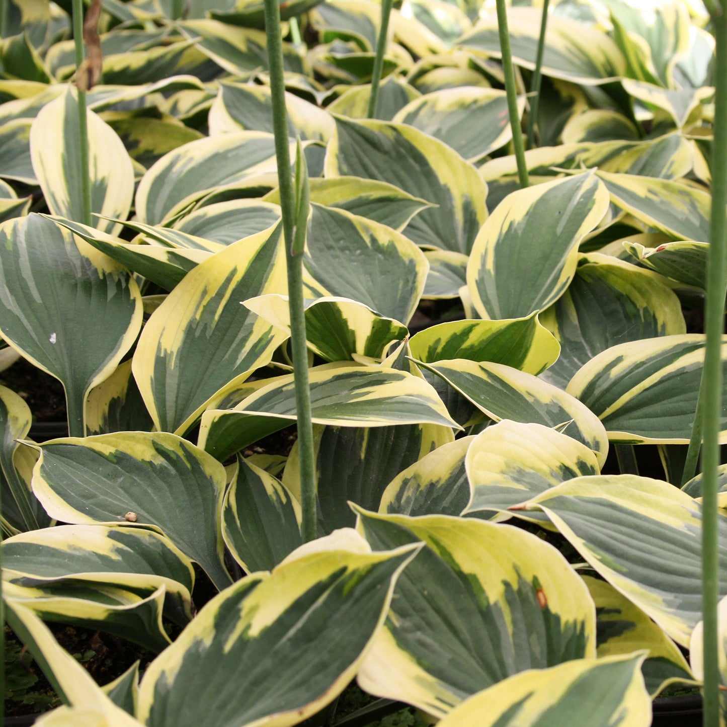 Twilight Plantain Lily