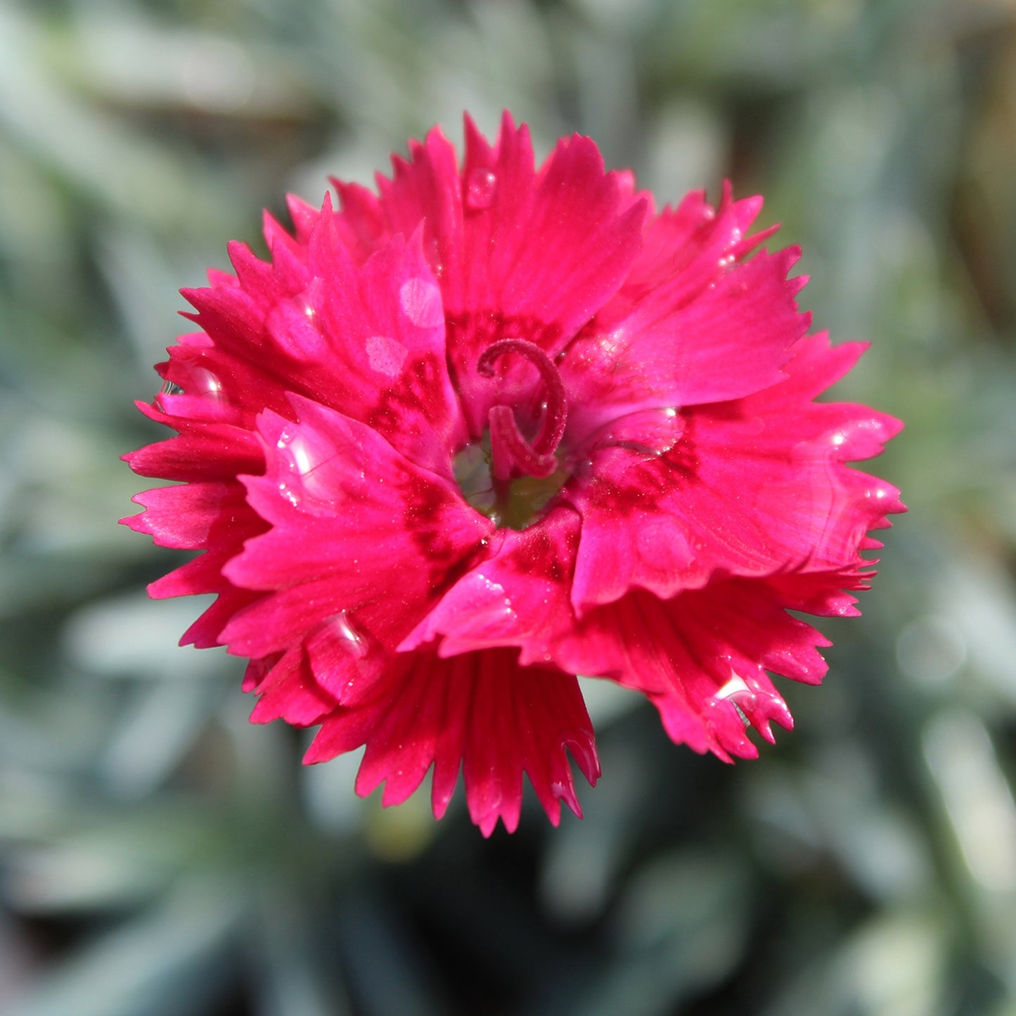 Fire Star Pinks