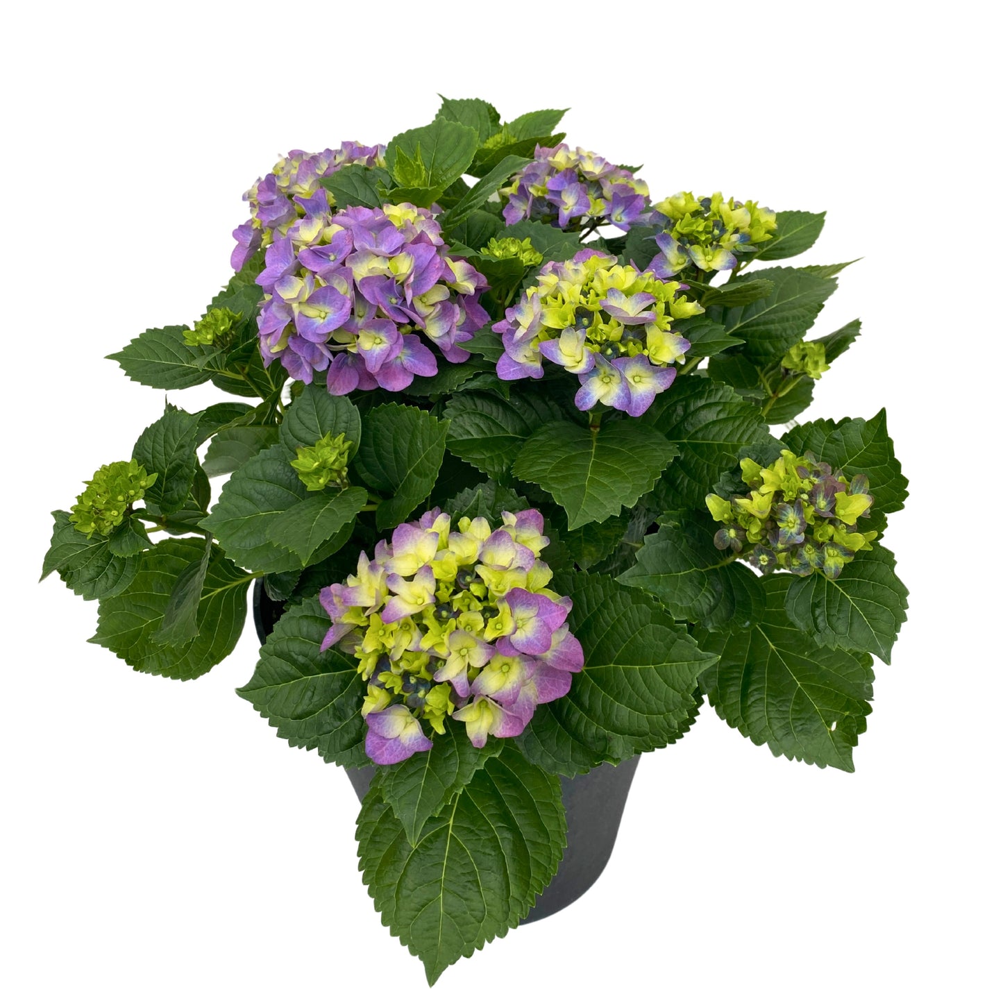HI™ River Blue Bigleaf Hydrangea