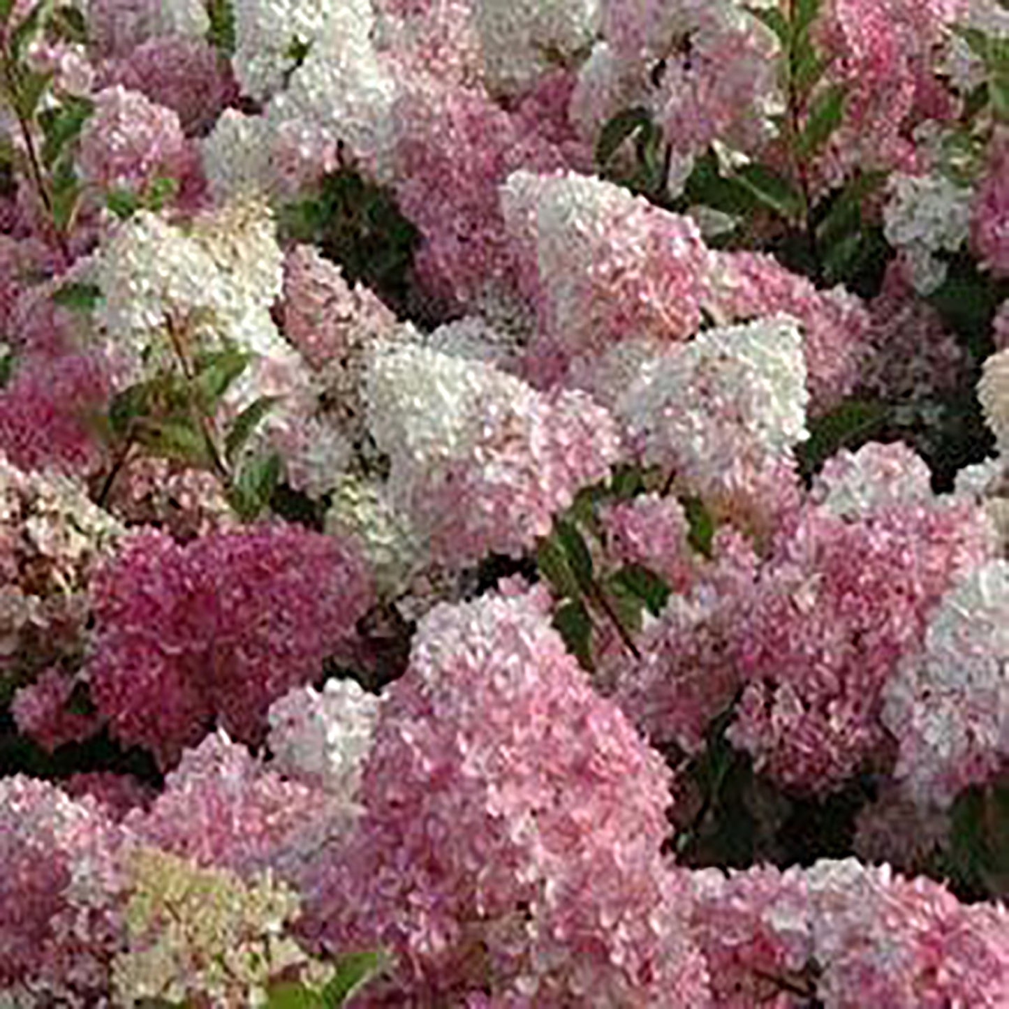 Vanilla Strawberry™ Hydrangea