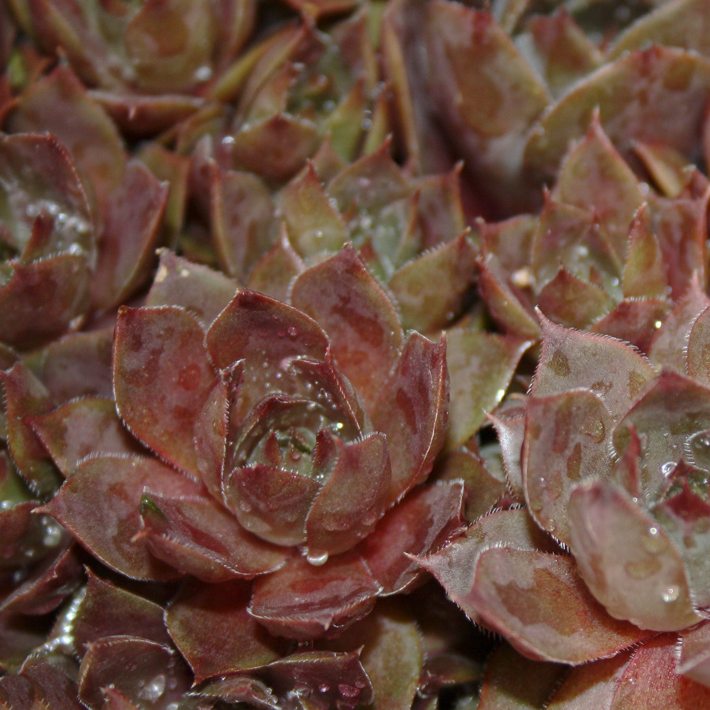 Red Heart Hens and Chicks