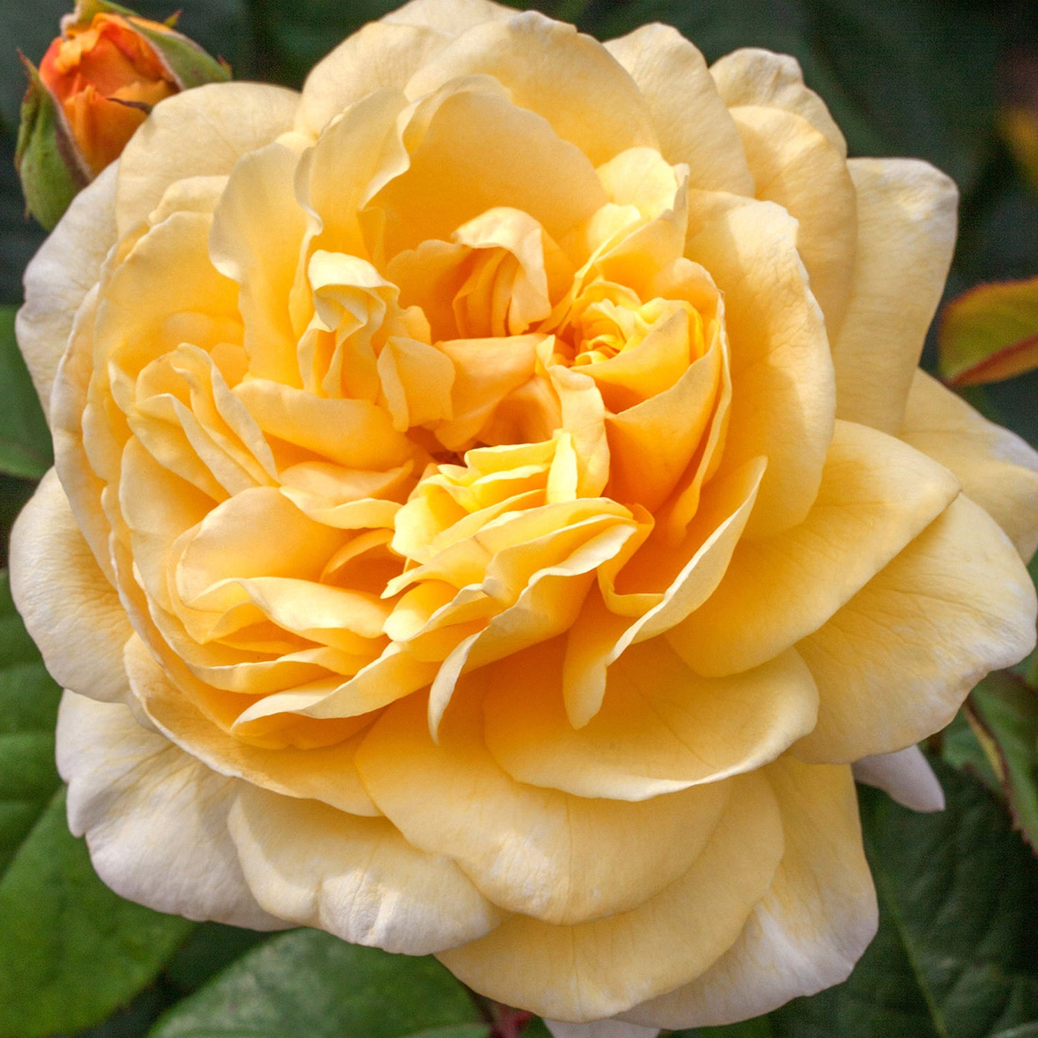 Moonlight Romantica Hybrid T Rose