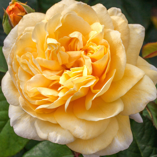 Moonlight Romantica Hybrid T Rose