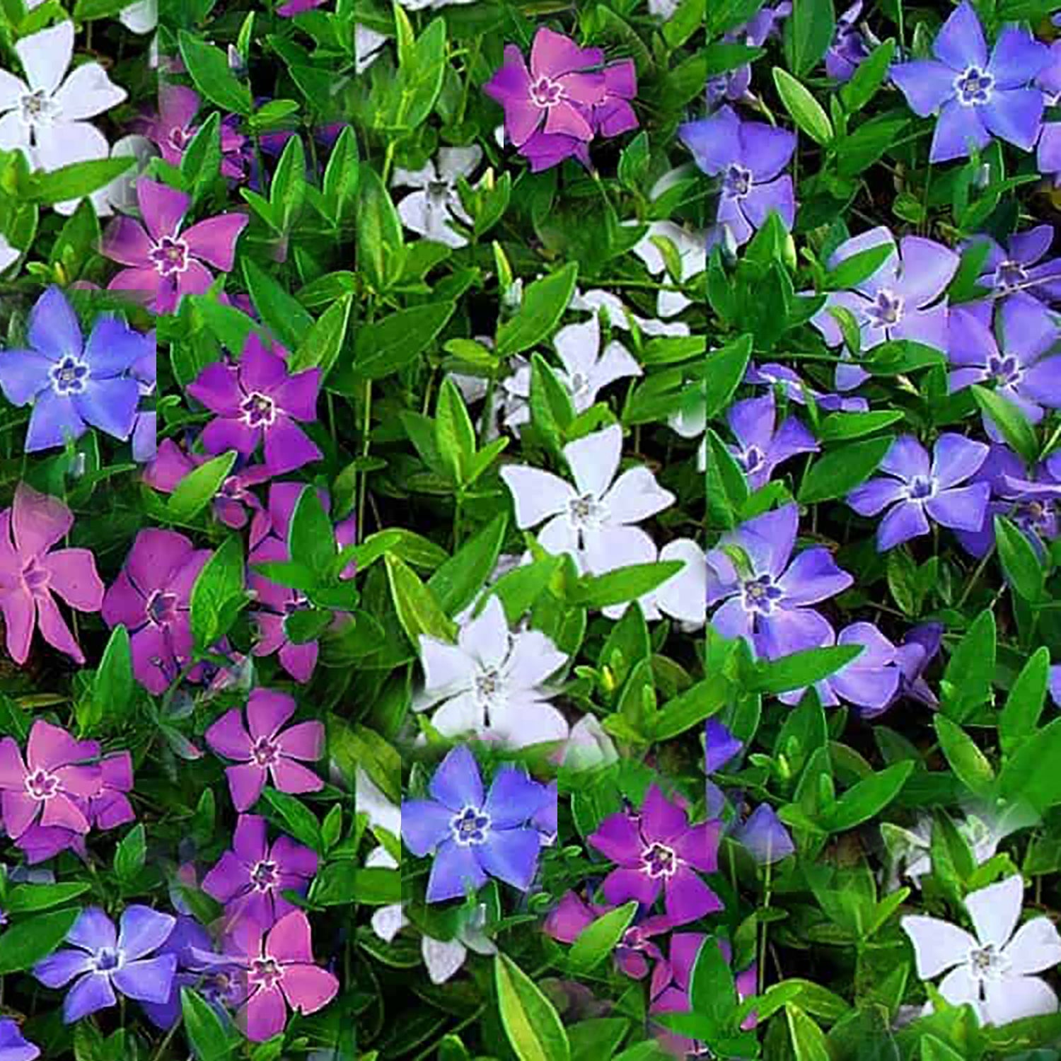 Jekyll & Hyde Periwinkle