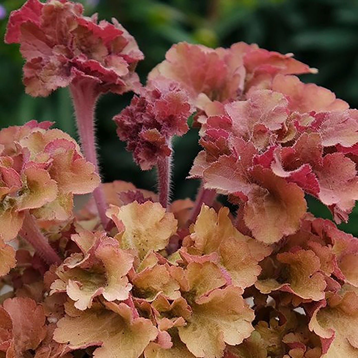 Frilly Coral Bells