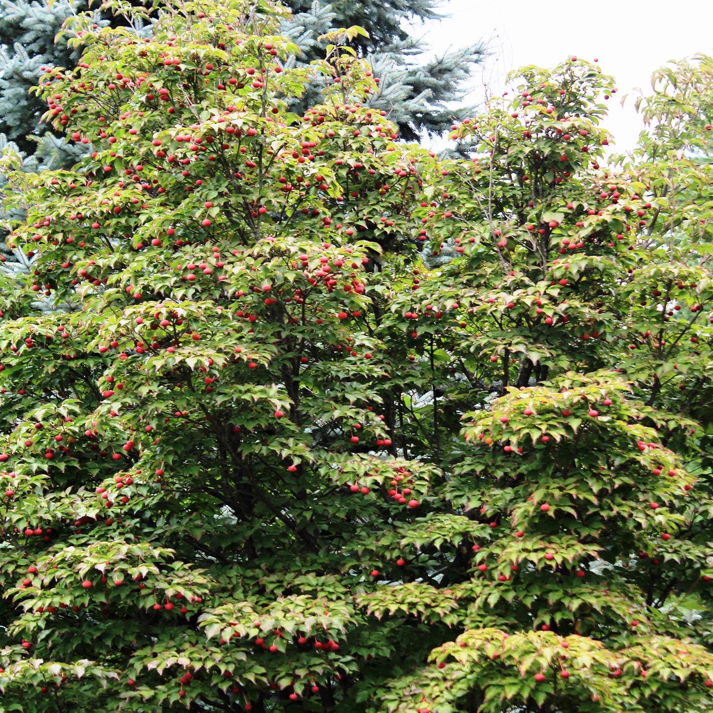 Cherokee Brave Flowering Dogwood