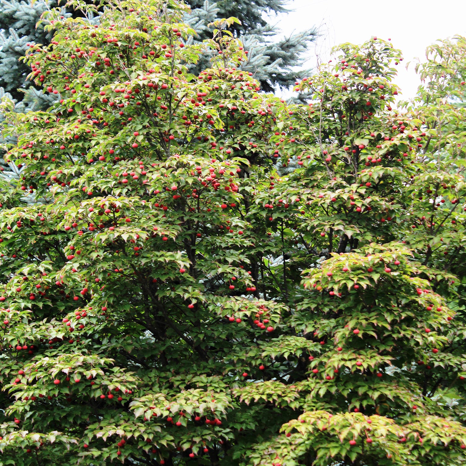 Cherokee Brave Flowering Dogwood