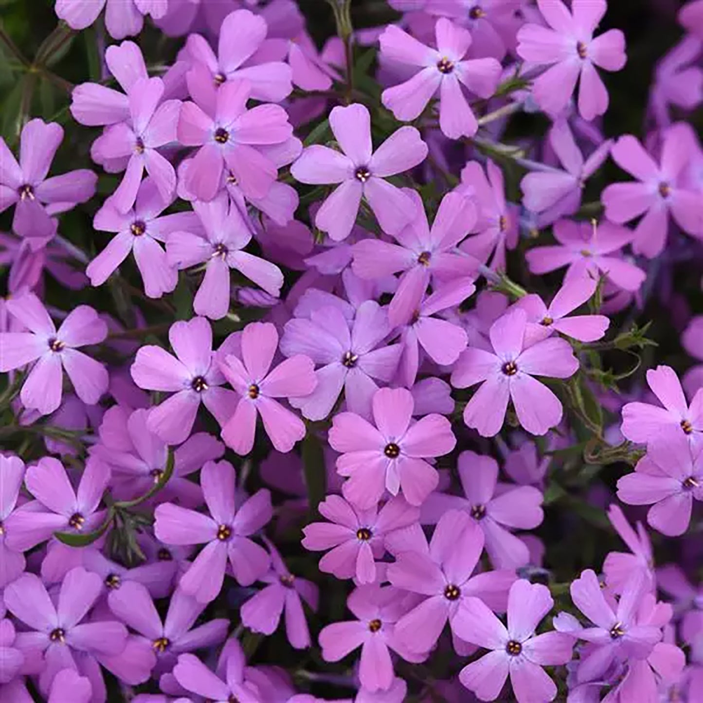 Spring Splash Lilac Phlox