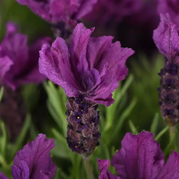Anouk Burgundy Spanish Lavender