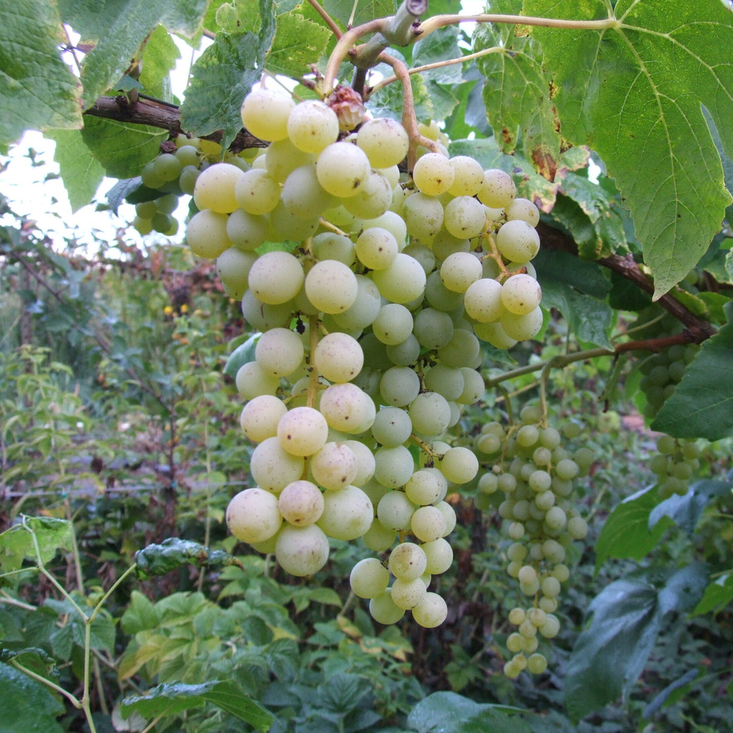Interlaken Seedless Grape