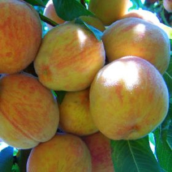 Catherina® Peach Tree