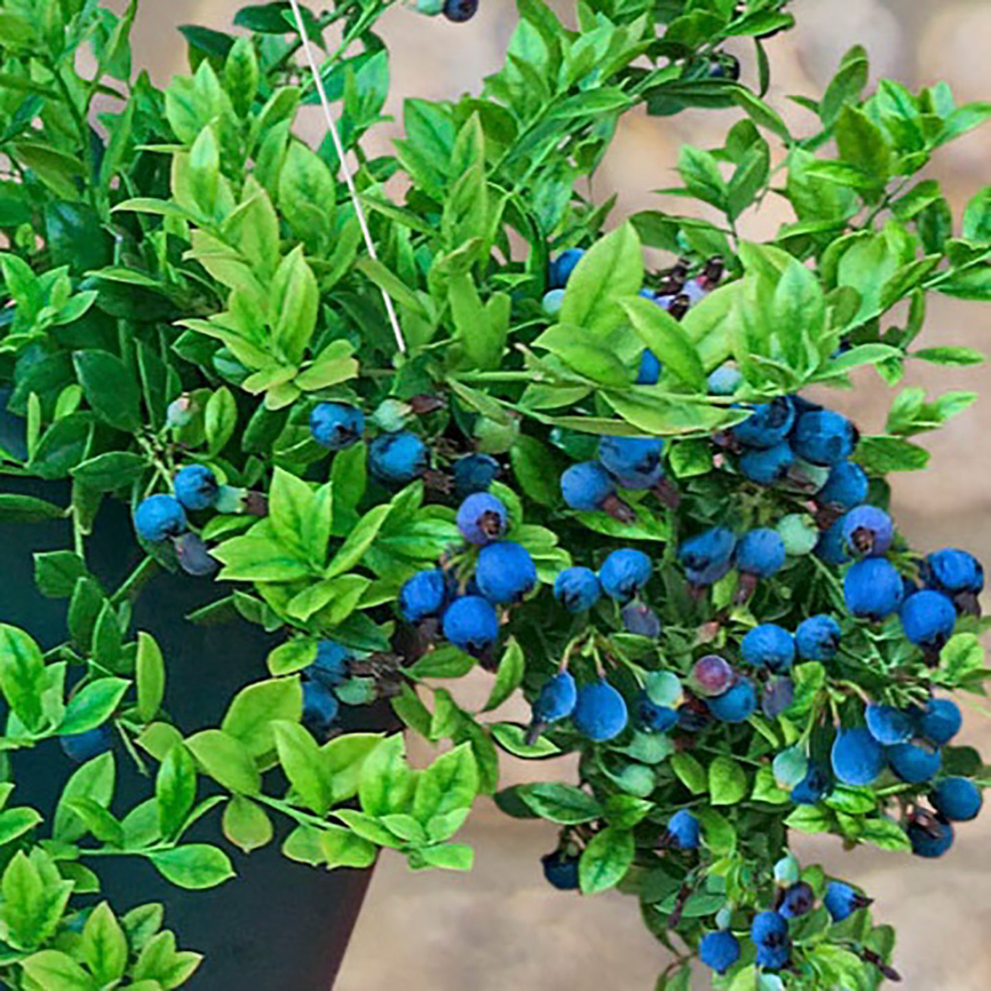 Midnight Cascade Blueberry
