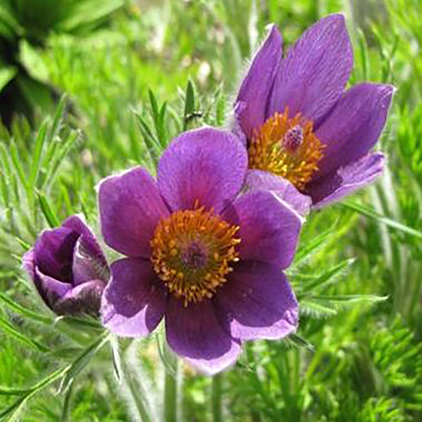 Pasque Flower