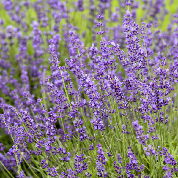Imperial Gem Lavender