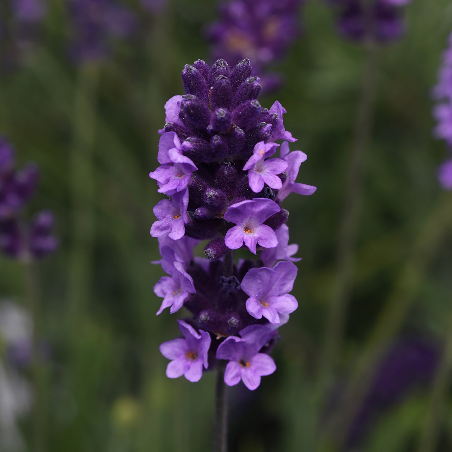 Early Blue Lavender