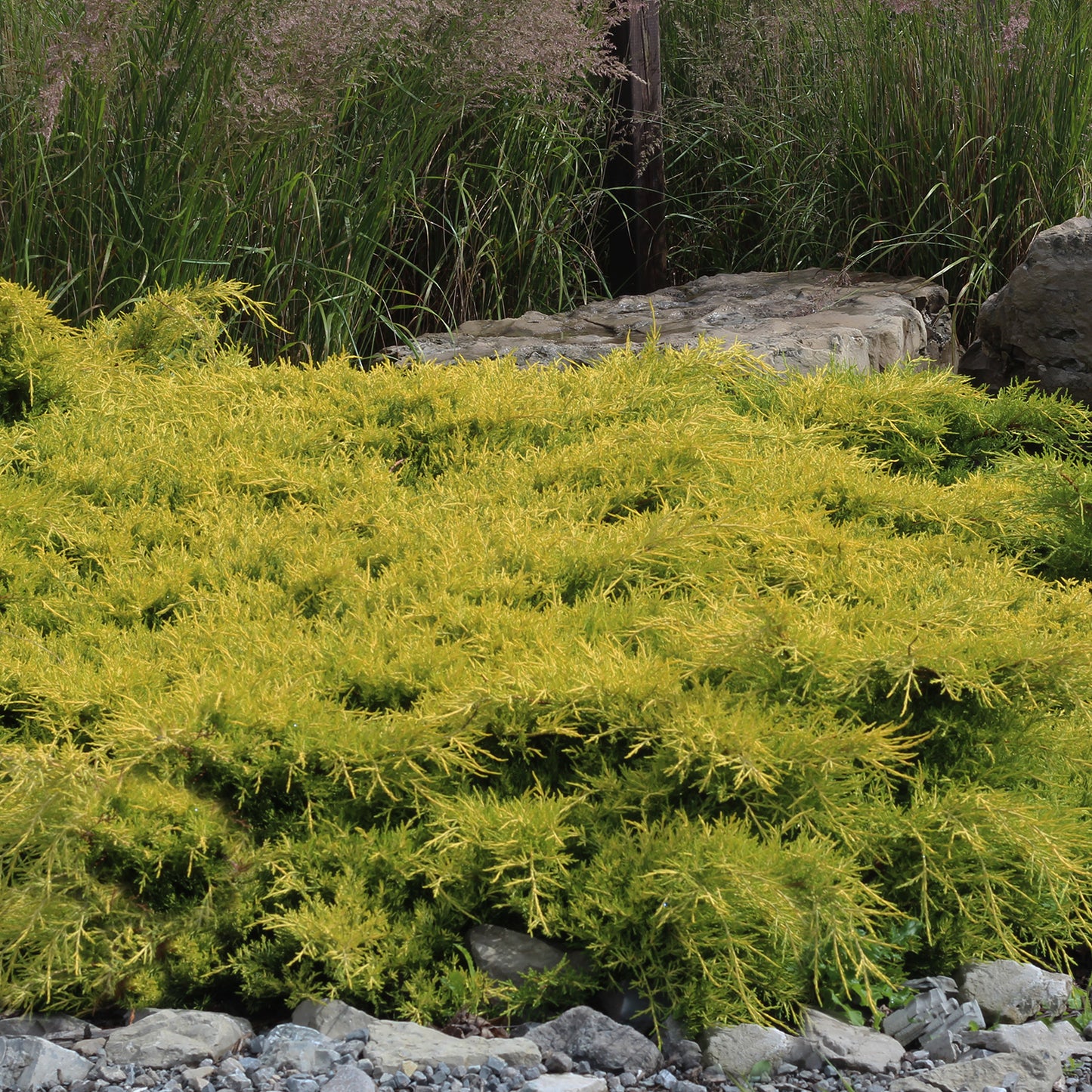 Gold Star® Juniper