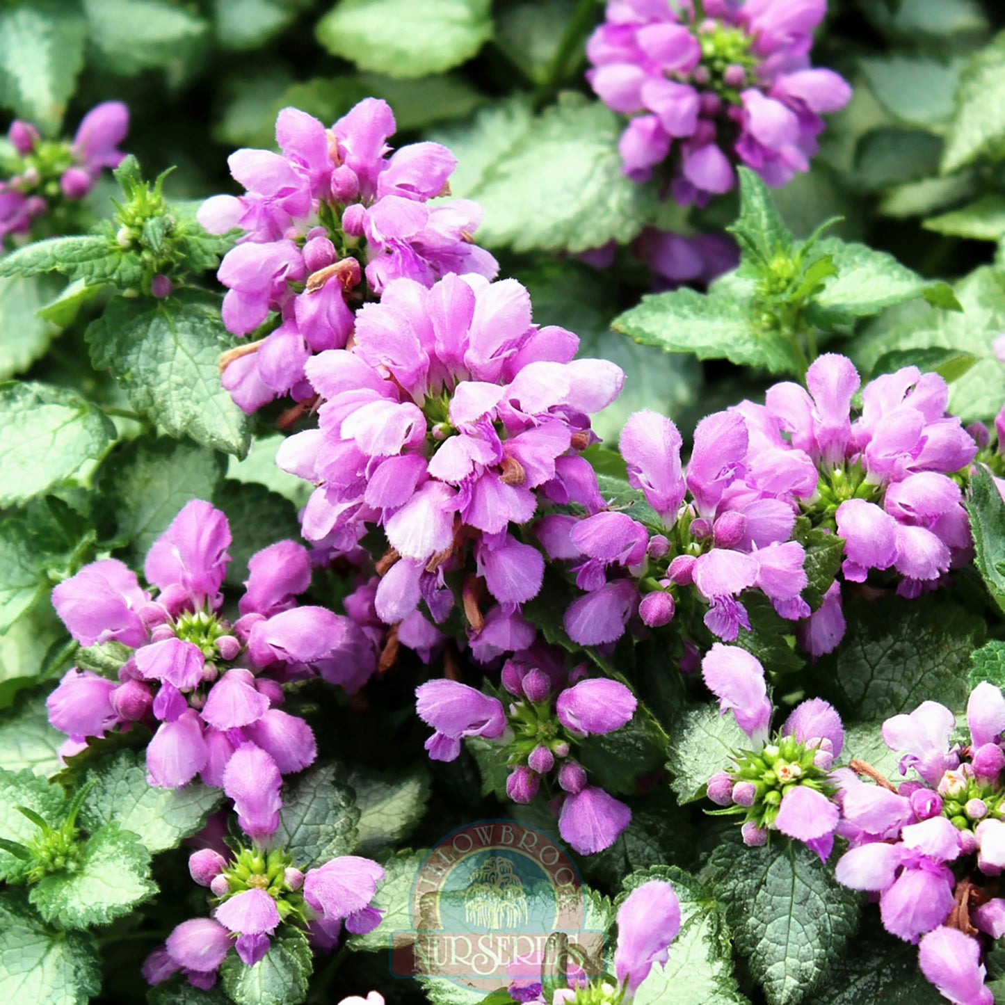 Orchid Frost Deadnettle