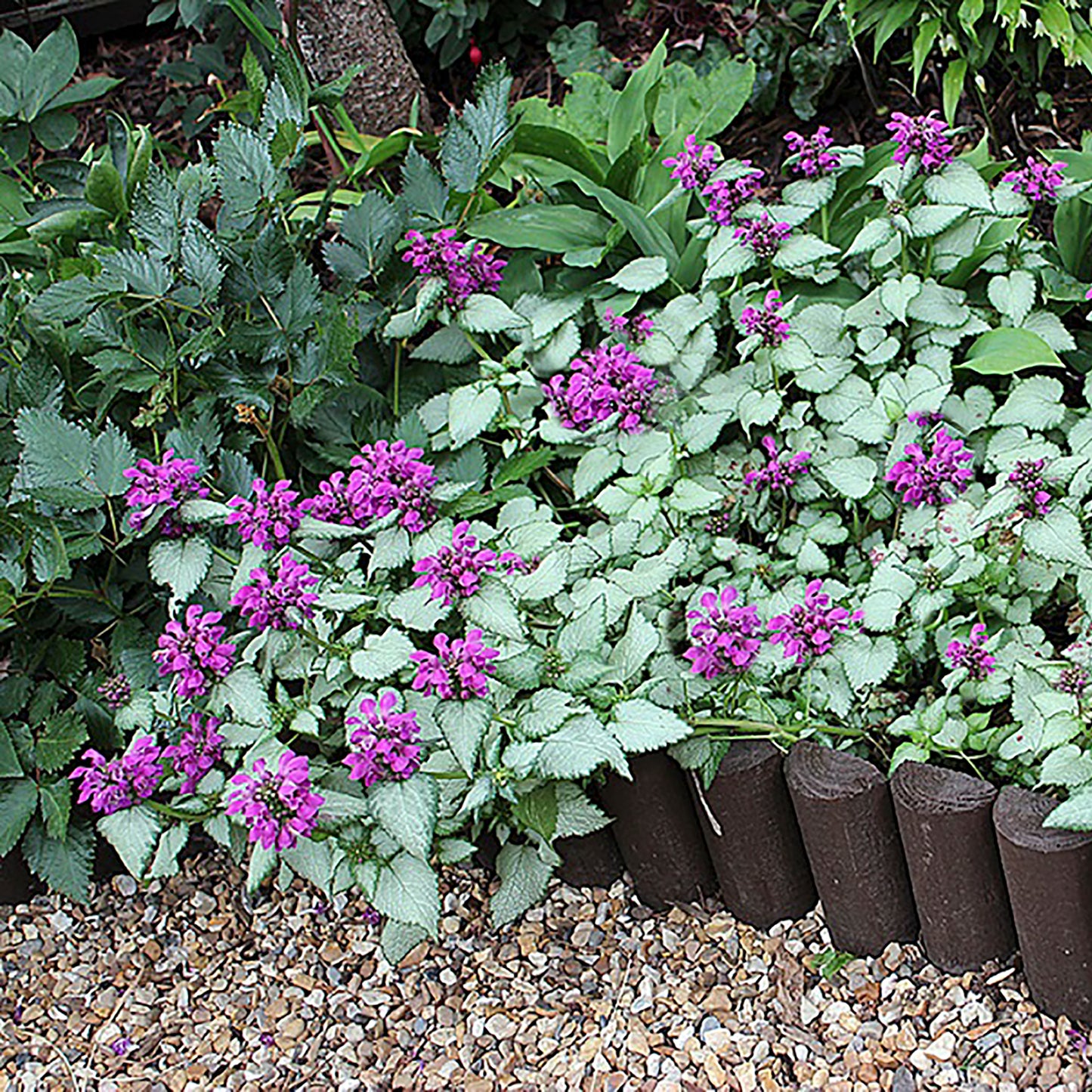 Purple Dragon Deadnettle