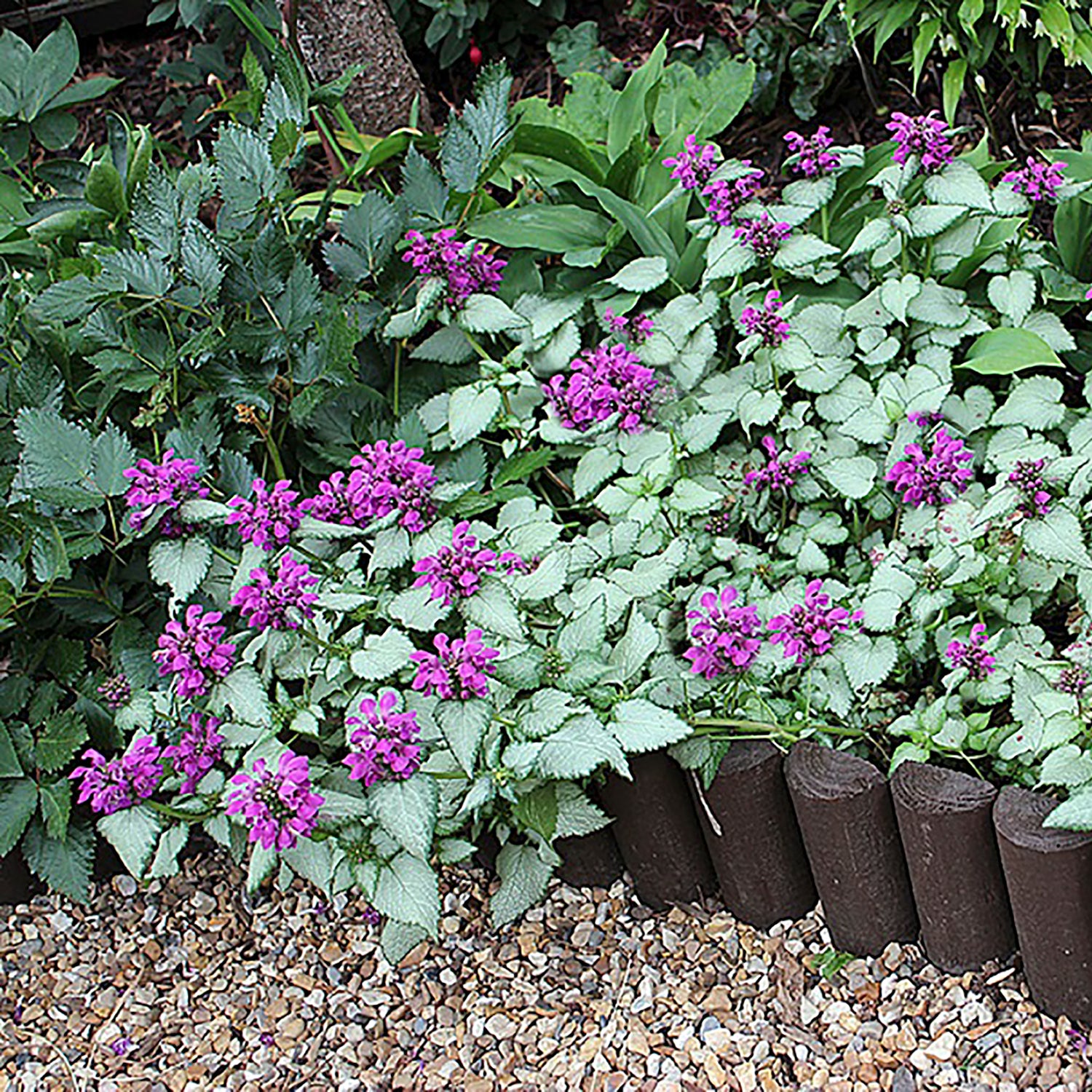 Purple Dragon Deadnettle