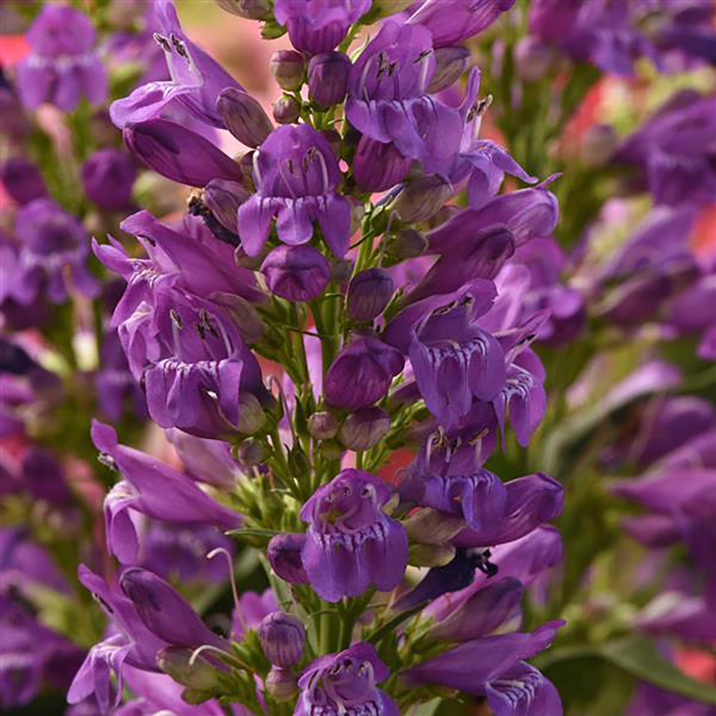 Summit Sweets Purple Beardtongue